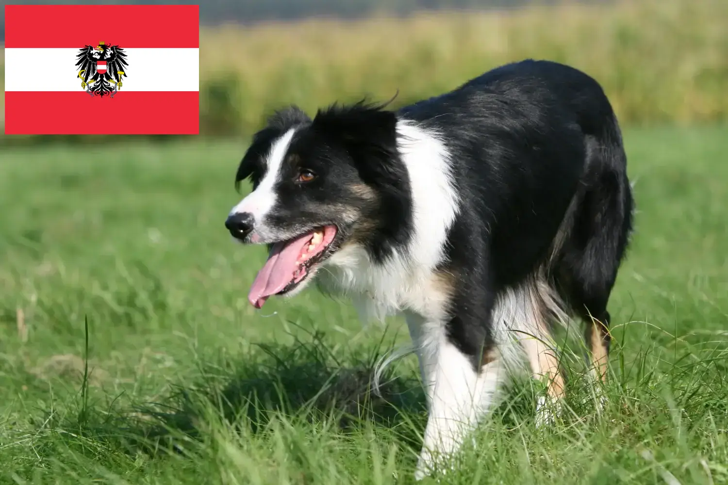 Read more about the article Border Collie opdrættere og hvalpe i Østrig