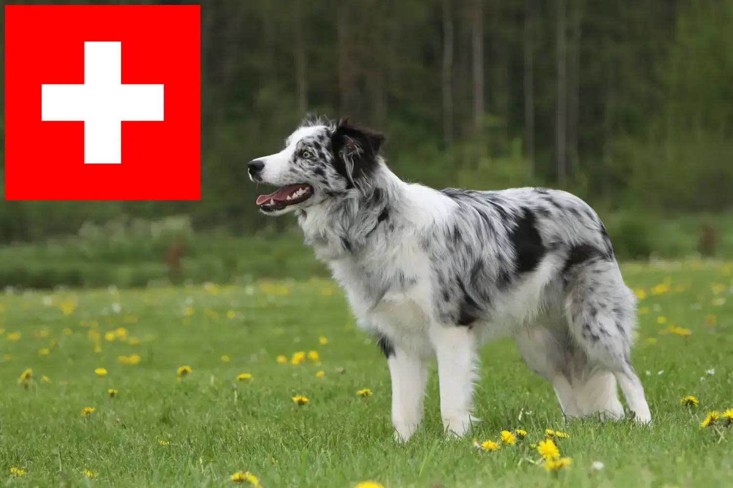 Read more about the article Border Collie opdrættere og hvalpe i Schweiz