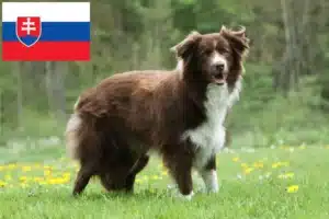 Read more about the article Border Collie opdrættere og hvalpe i Slovakiet