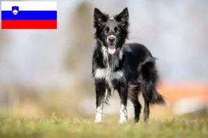 Read more about the article Border Collie-opdrættere og hvalpe i Slovenien