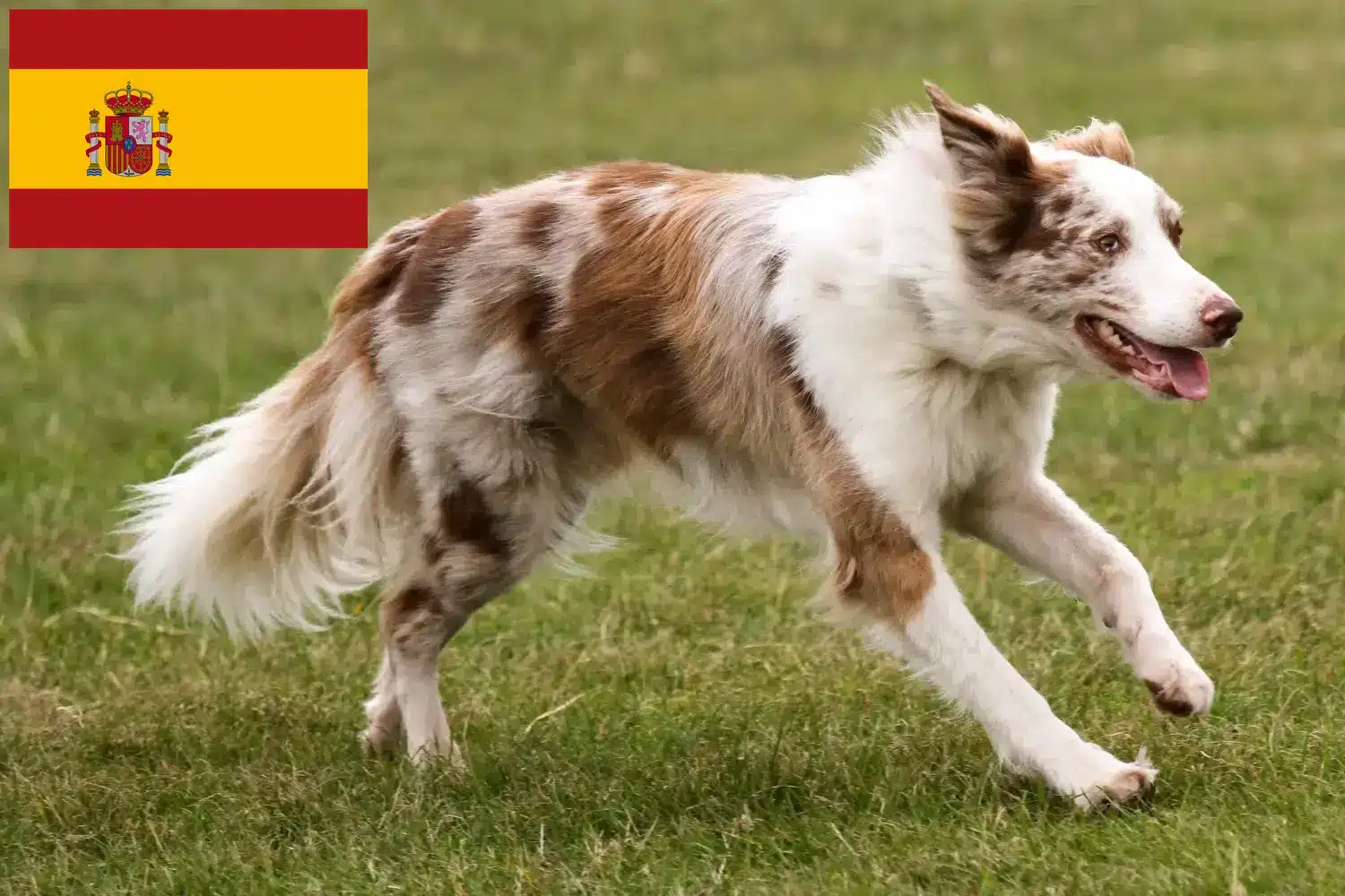 Read more about the article Border Collie opdrættere og hvalpe i Spanien