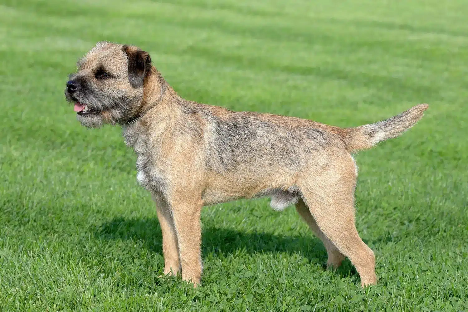 Read more about the article Border Terrier-opdrætter