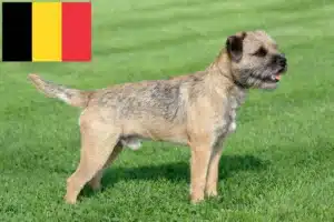 Read more about the article Border Terrier opdrættere og hvalpe i Belgien