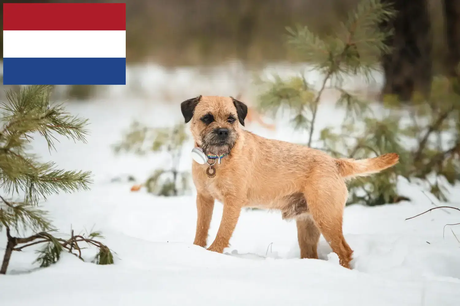 Read more about the article Border Terrier opdrættere og hvalpe i Holland