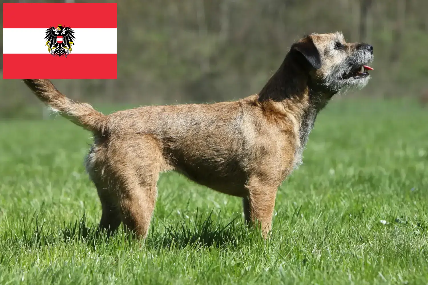 Read more about the article Border terrier-opdrættere og hvalpe i Østrig