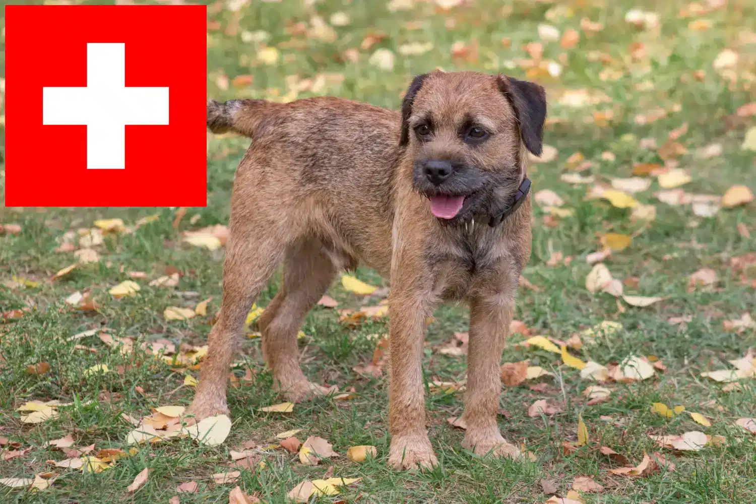 Read more about the article Border Terrier opdrættere og hvalpe i Schweiz