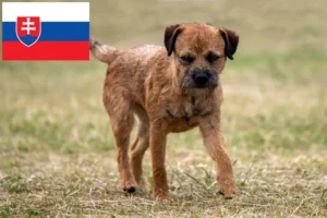 Read more about the article Border Terrier opdrættere og hvalpe i Slovakiet