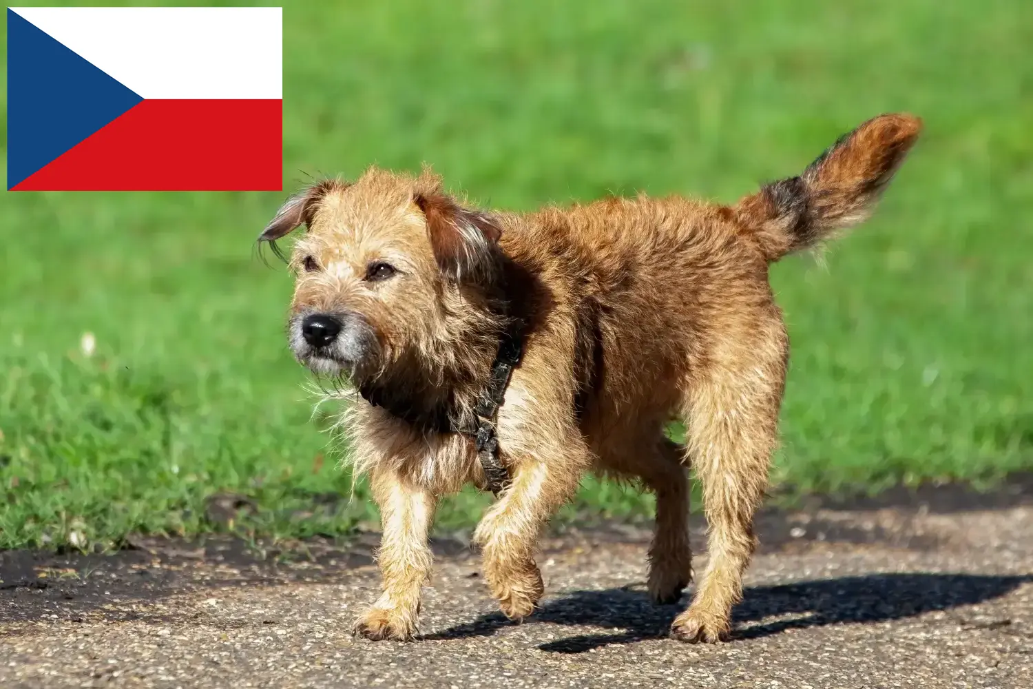 Read more about the article Border terrier-opdrættere og hvalpe i Tjekkiet