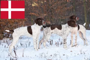 Read more about the article Braque français type Pyrénées opdrættere og hvalpe i Danmark