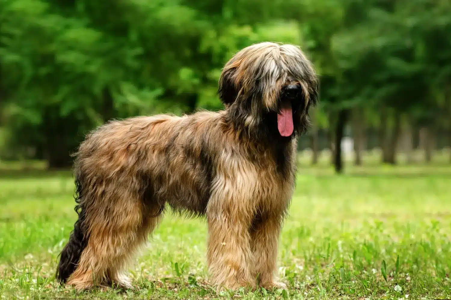 Read more about the article Briard-opdrætter