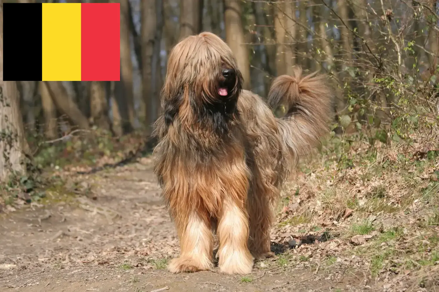 Read more about the article Briard-opdrættere og hvalpe i Belgien