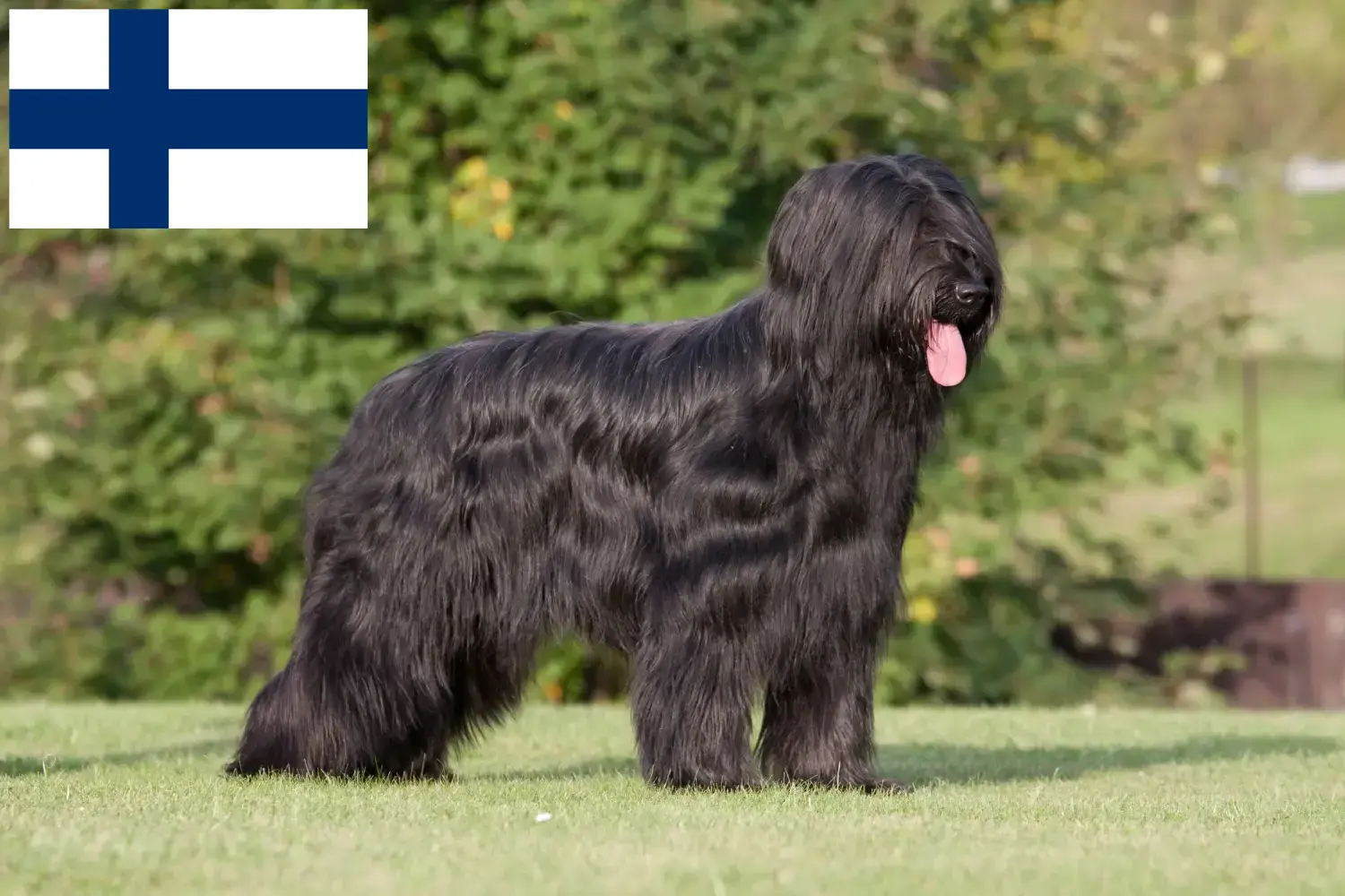 Read more about the article Briard-opdrættere og hvalpe i Finland