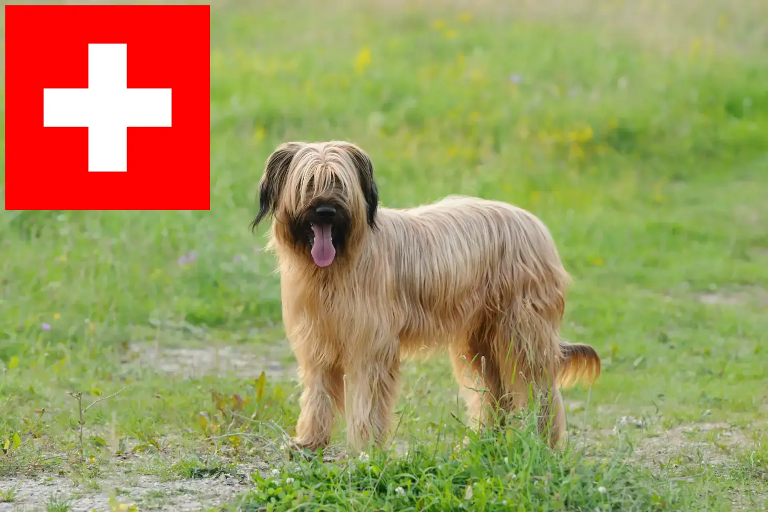 Read more about the article Briard-opdrættere og hvalpe i Schweiz