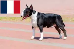 Read more about the article Bull Terrier-opdrættere og hvalpe i Frankrig