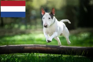 Read more about the article Bull Terrier-opdrættere og hvalpe i Holland