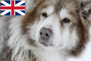 Read more about the article Canadisk eskimohundeopdrætter og hvalpe i Storbritannien