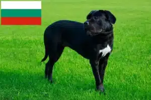 Read more about the article Cane Corso Italiano opdrættere og hvalpe i Bulgarien