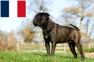 Read more about the article Cane Corso Italiano opdrættere og hvalpe i Frankrig