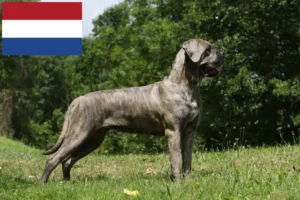 Read more about the article Cane Corso Italiano opdrættere og hvalpe i Holland