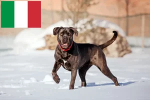 Read more about the article Cane Corso Italiano opdrættere og hvalpe i Italien