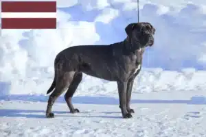 Read more about the article Cane Corso Italiano opdrættere og hvalpe i Letland