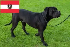 Read more about the article Cane Corso Italiano opdrættere og hvalpe i Østrig