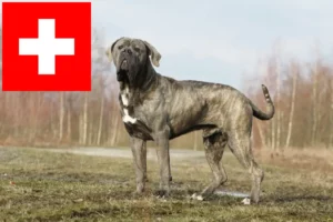 Read more about the article Cane Corso Italiano opdrættere og hvalpe i Schweiz