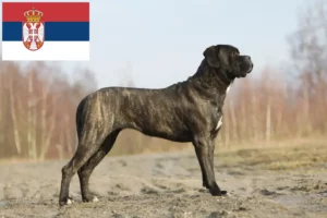 Read more about the article Cane Corso Italiano opdrættere og hvalpe i Serbien