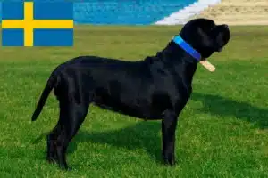 Read more about the article Cane Corso Italiano opdrættere og hvalpe i Sverige