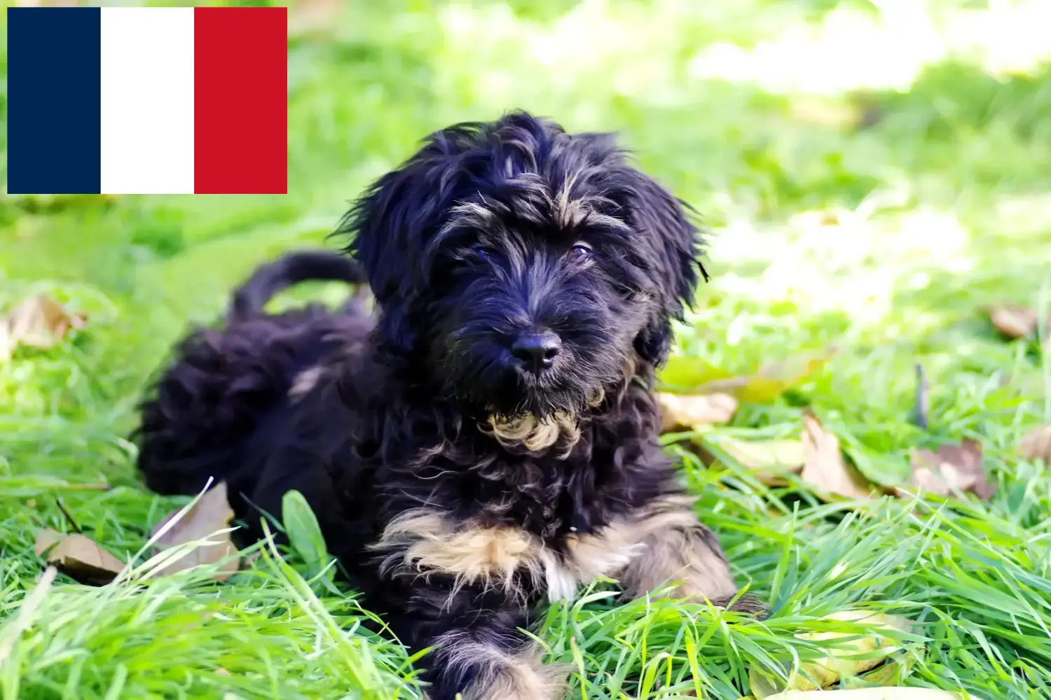 Read more about the article Cão da Serra de Aires opdrættere og hvalpe i Frankrig