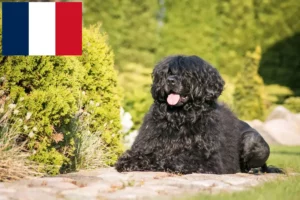 Read more about the article Cão de Agua português opdrættere og hvalpe i Frankrig