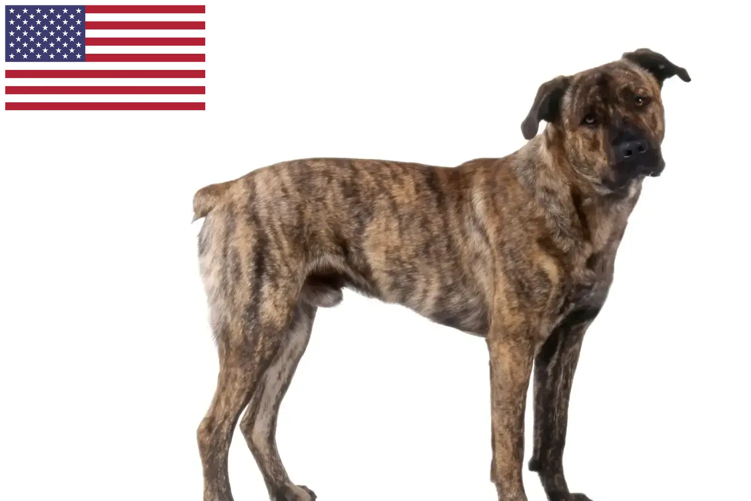 Read more about the article Cão Fila de São Miguel opdrættere og hvalpe i USA