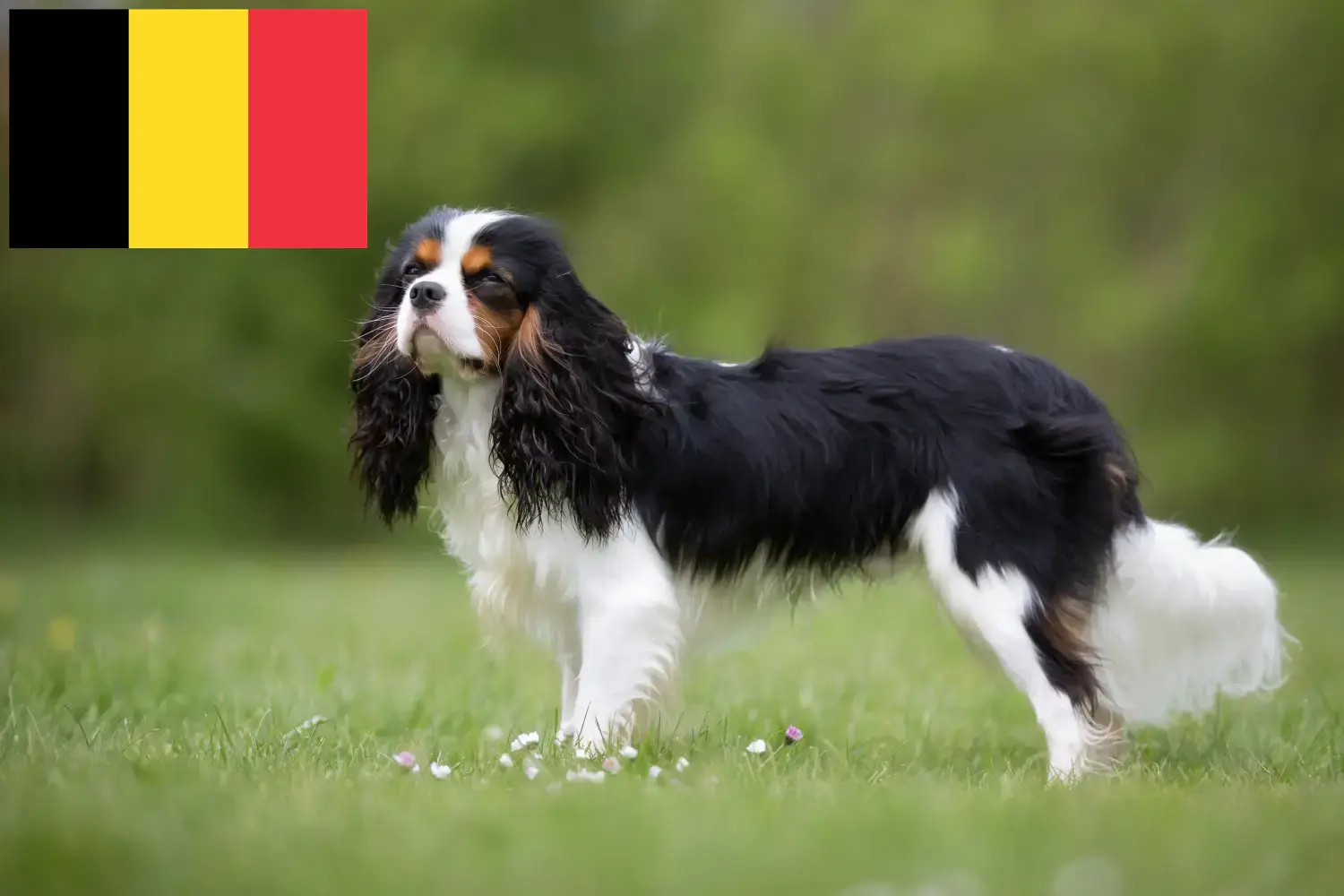 Read more about the article Cavalier King Charles Spaniel opdrættere og hvalpe i Belgien