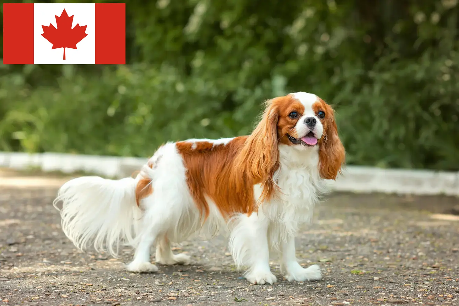 Read more about the article Cavalier King Charles Spaniel opdrættere og hvalpe i Canada