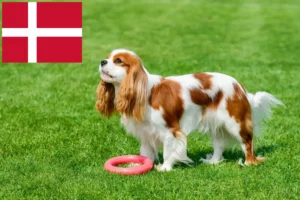 Read more about the article Cavalier King Charles Spaniel opdrættere og hvalpe i Danmark