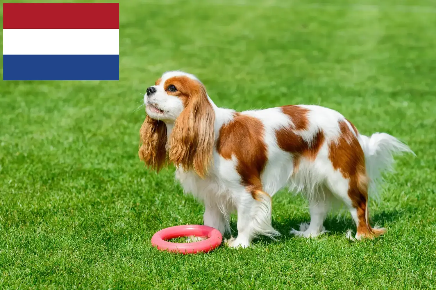 Read more about the article Cavalier King Charles Spaniel opdrættere og hvalpe i Holland