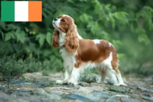 Read more about the article Cavalier King Charles Spaniel opdrættere og hvalpe i Irland