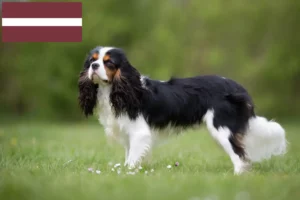 Read more about the article Cavalier King Charles Spaniel opdrættere og hvalpe i Letland