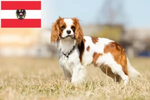 Read more about the article Cavalier King Charles Spaniel opdrættere og hvalpe i Østrig