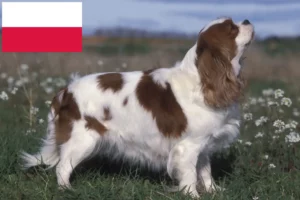 Read more about the article Cavalier King Charles Spaniel opdrættere og hvalpe i Polen