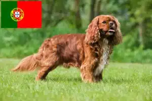 Read more about the article Cavalier King Charles Spaniel opdrættere og hvalpe i Portugal