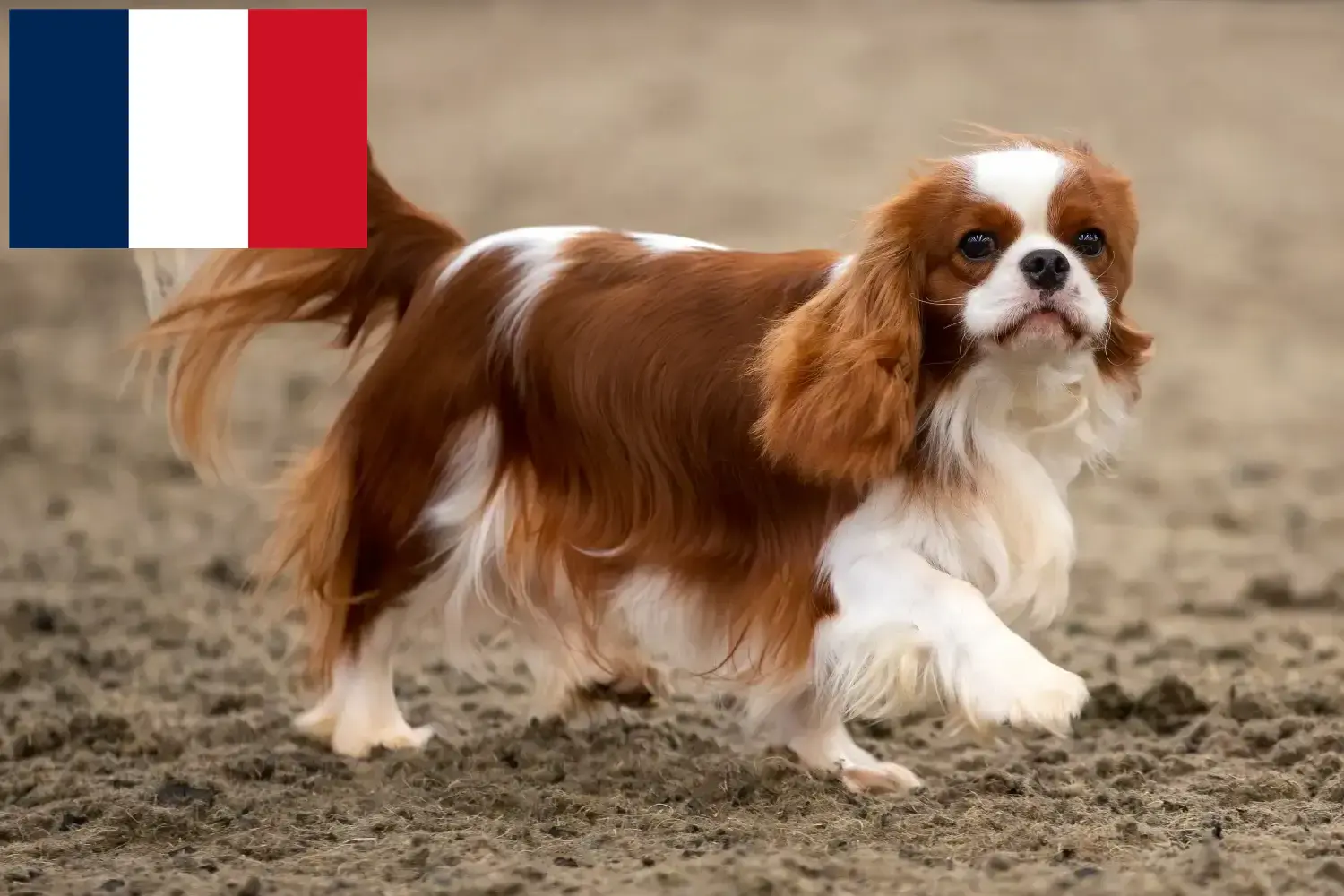 Read more about the article Cavalier King Charles Spaniel opdrættere og hvalpe i Réunion