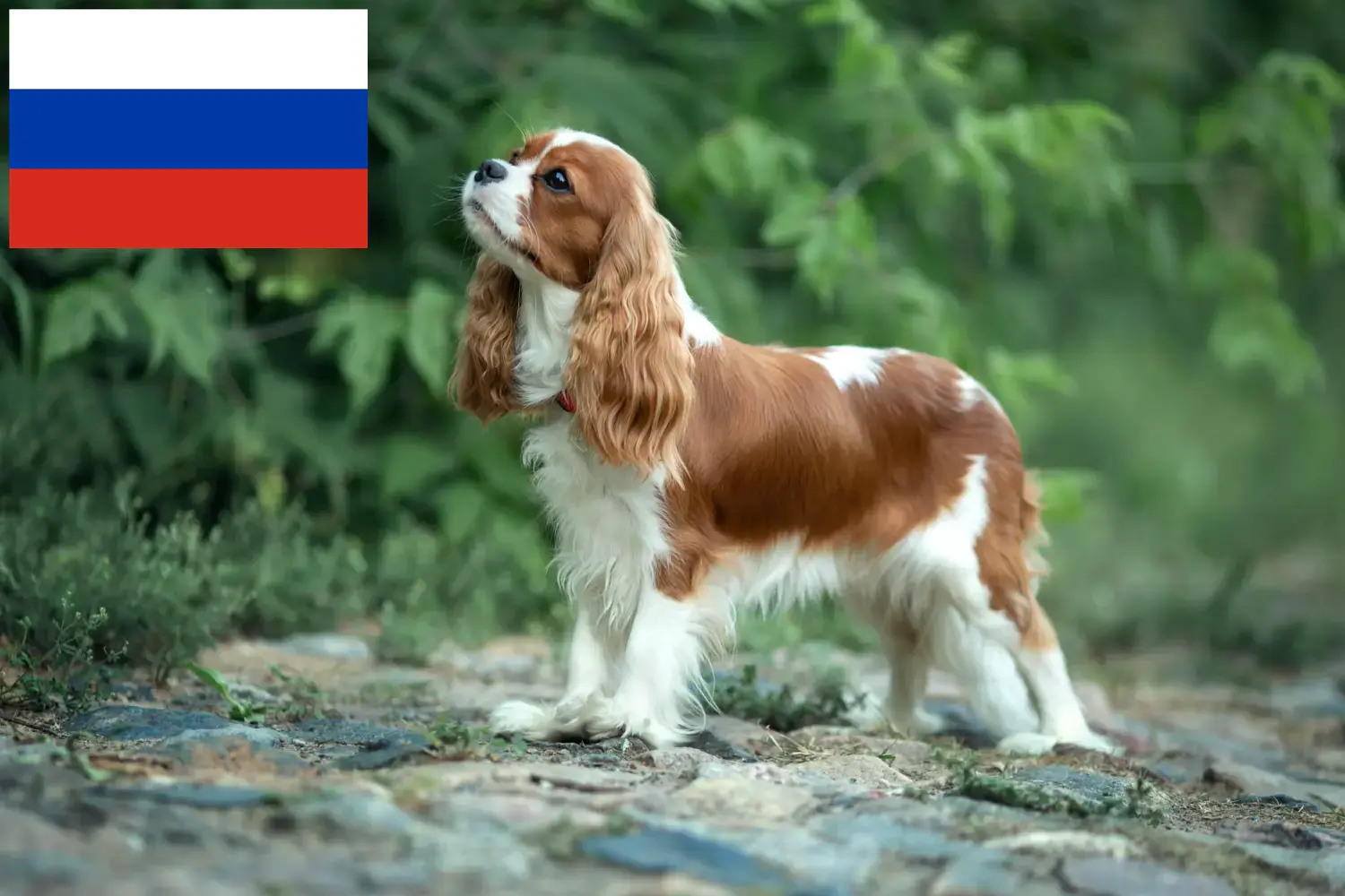 Read more about the article Cavalier King Charles Spaniel opdrættere og hvalpe i Rusland