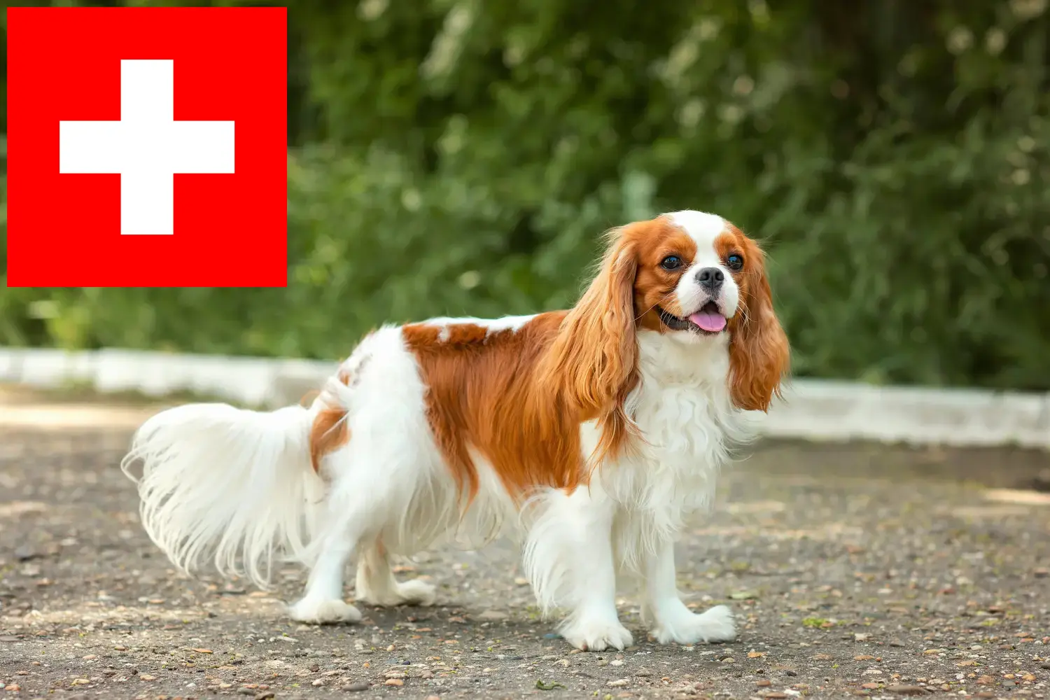 Read more about the article Cavalier King Charles Spaniel opdrættere og hvalpe i Schweiz