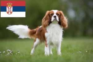 Read more about the article Cavalier King Charles Spaniel-opdrættere og hvalpe i Serbien