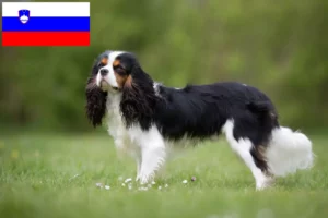 Read more about the article Cavalier King Charles Spaniel-opdrættere og hvalpe i Slovenien