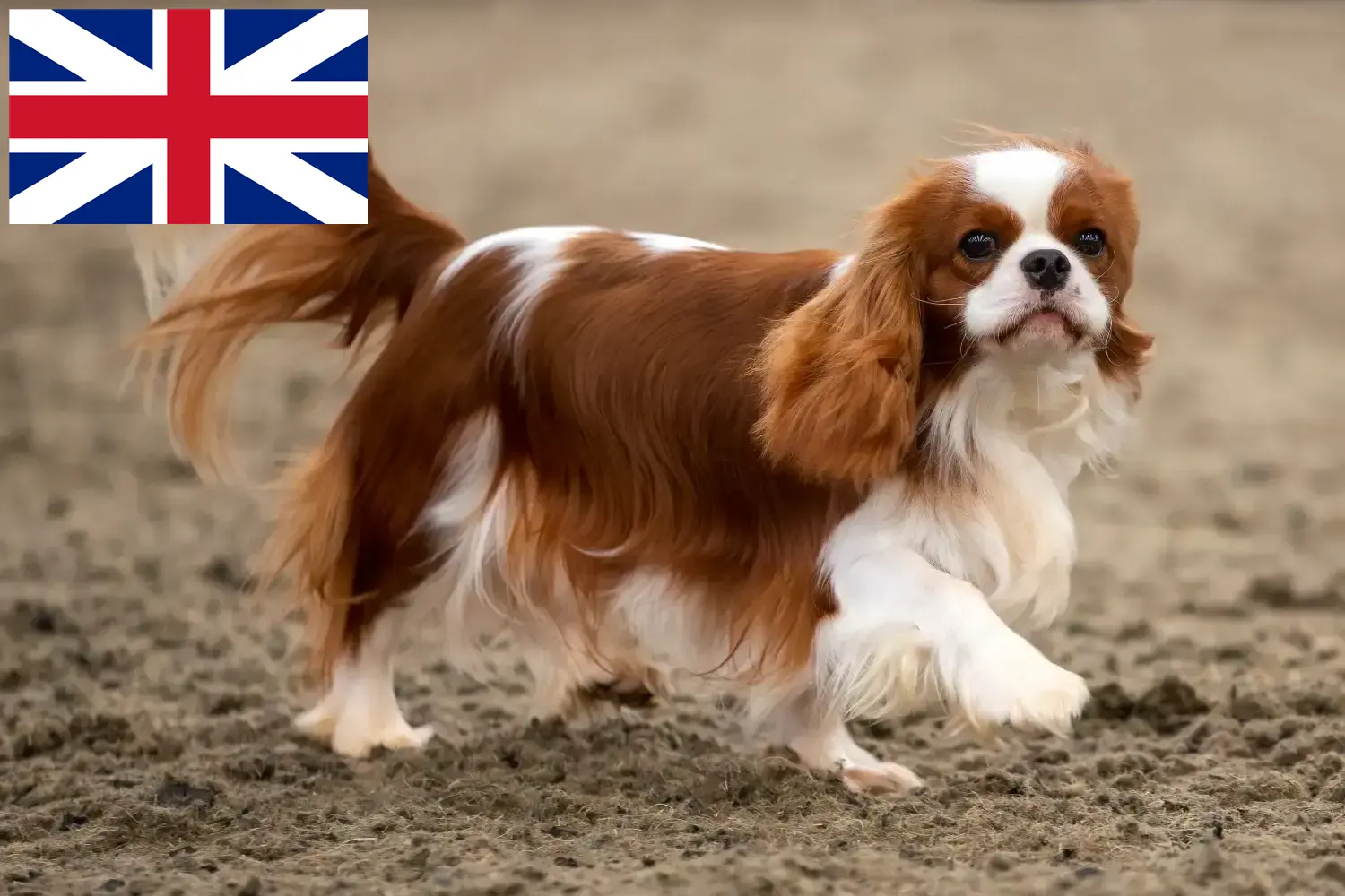 Read more about the article Cavalier King Charles Spaniel opdrættere og hvalpe i Storbritannien