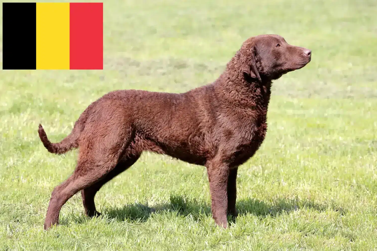 Read more about the article Chesapeake Bay Retriever-opdrættere og hvalpe i Belgien