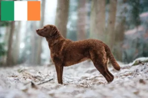 Read more about the article Chesapeake Bay Retriever-opdrættere og hvalpe i Irland