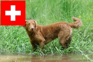 Read more about the article Chesapeake Bay Retriever opdrættere og hvalpe i Schweiz